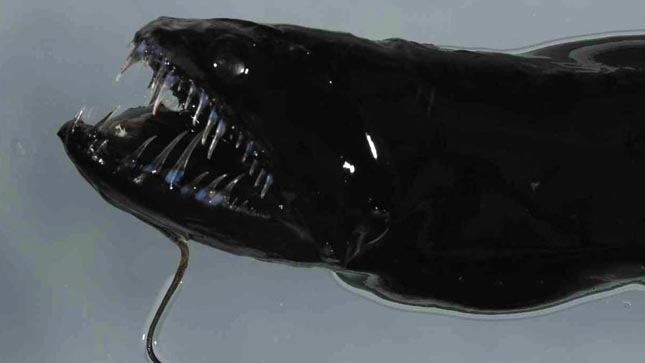 Idiacanthus atlanticus