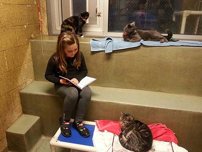 Felolvasás az állatmenhelyen