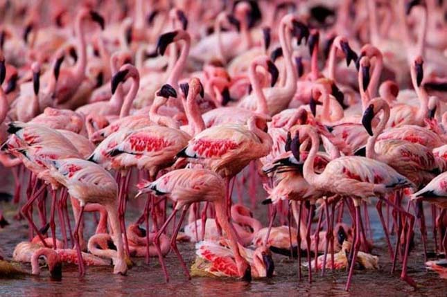 Flamingók tava, Kenya