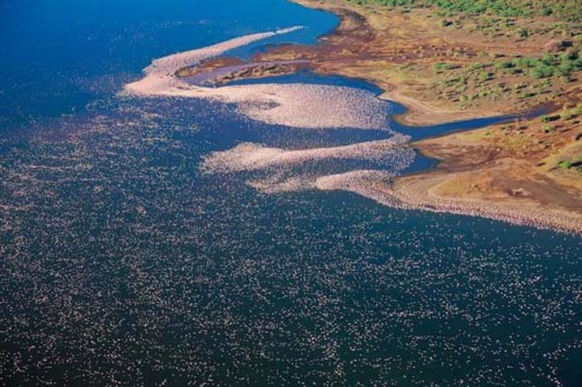 Flamingók tava, Kenya