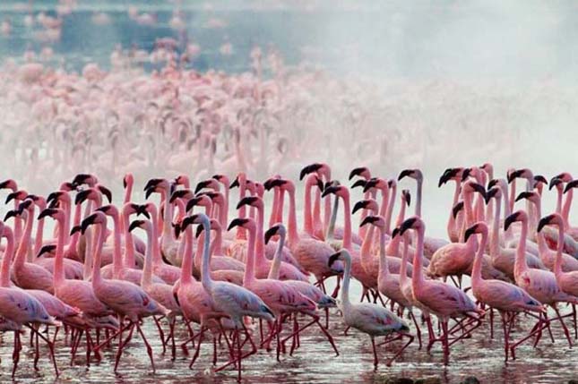Flamingók tava, Kenya