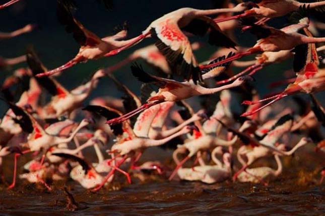 Flamingók tava, Kenya