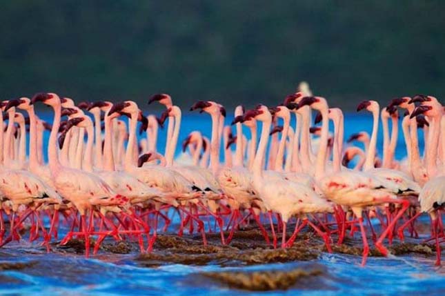 Flamingók tava, Kenya