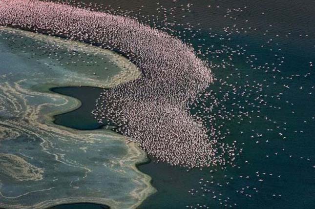 Flamingók tava, Kenya