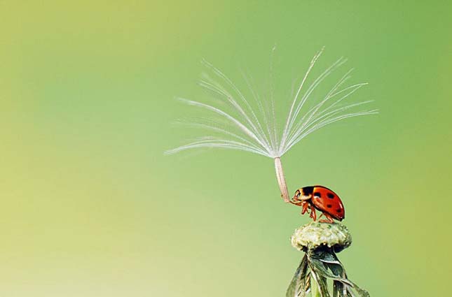 Smithsonian Magazine fotó verseny