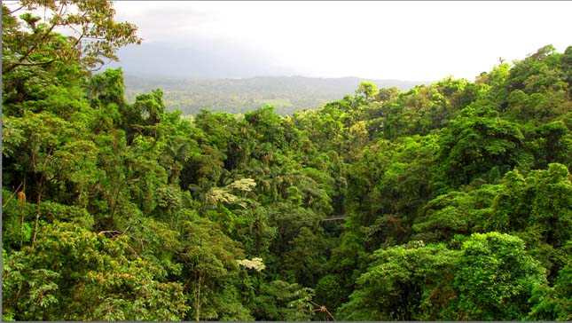 Függőhidak esőerdőkben