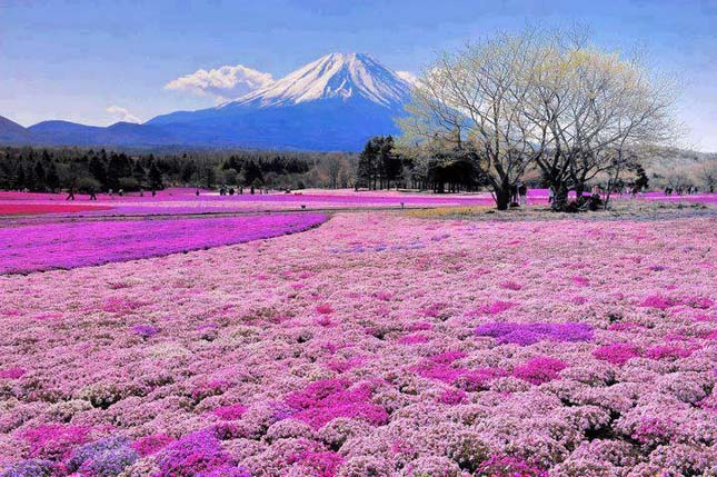 Fuji, Japán