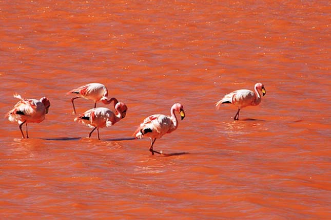 Laguna Colorada