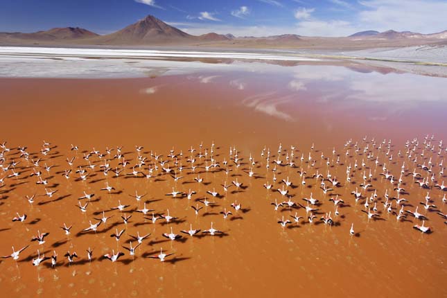 Laguna Colorada