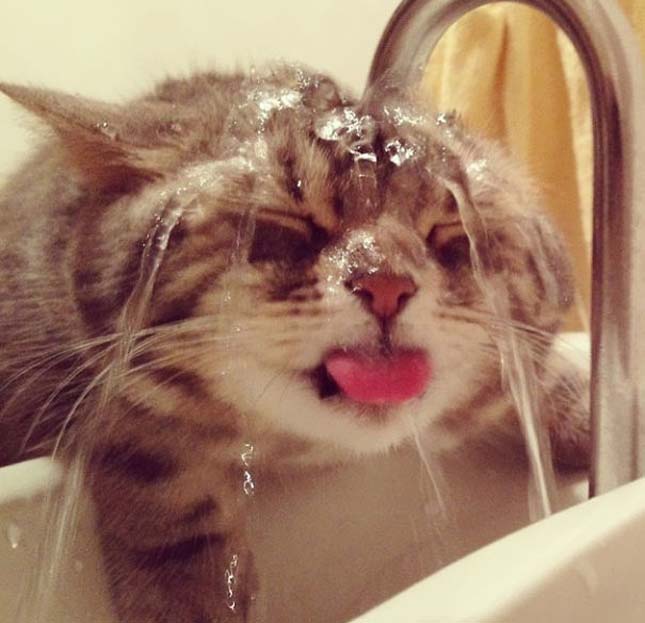 Fürdőző macskák