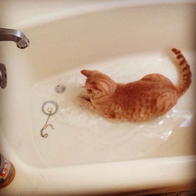 Fürdőző macskák