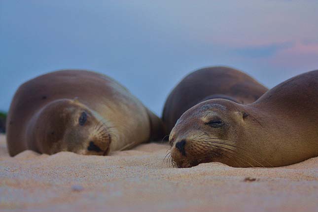 Galápagos-szigetek