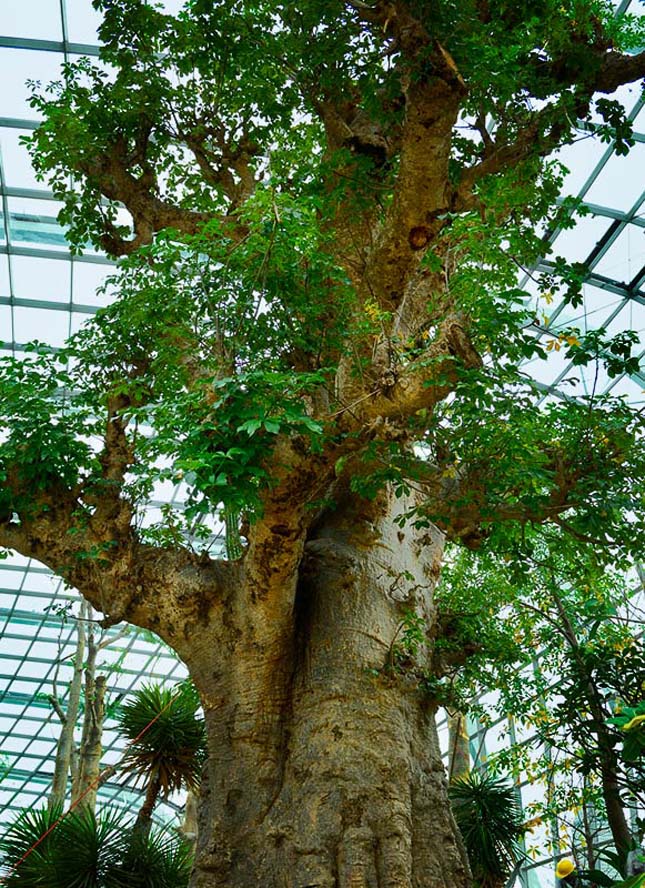 Gardens by the Bay, Szingapúr