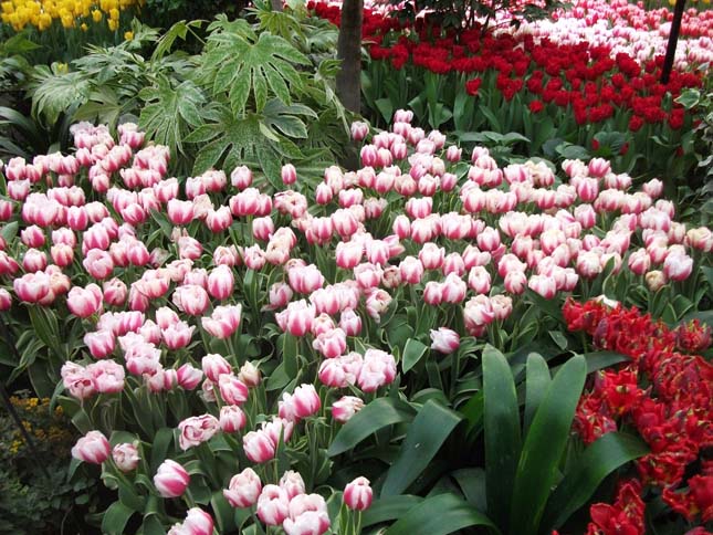 Gardens by the Bay, Szingapúr