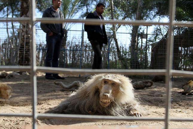 Khan Younis állatkert, Gázia övezet