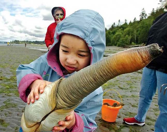 Geoduck kagyló 