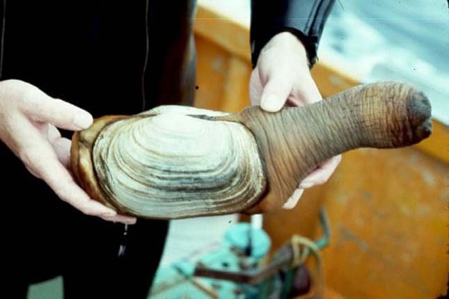 Geoduck kagyló 