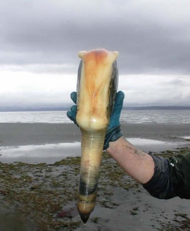 Geoduck kagyló 