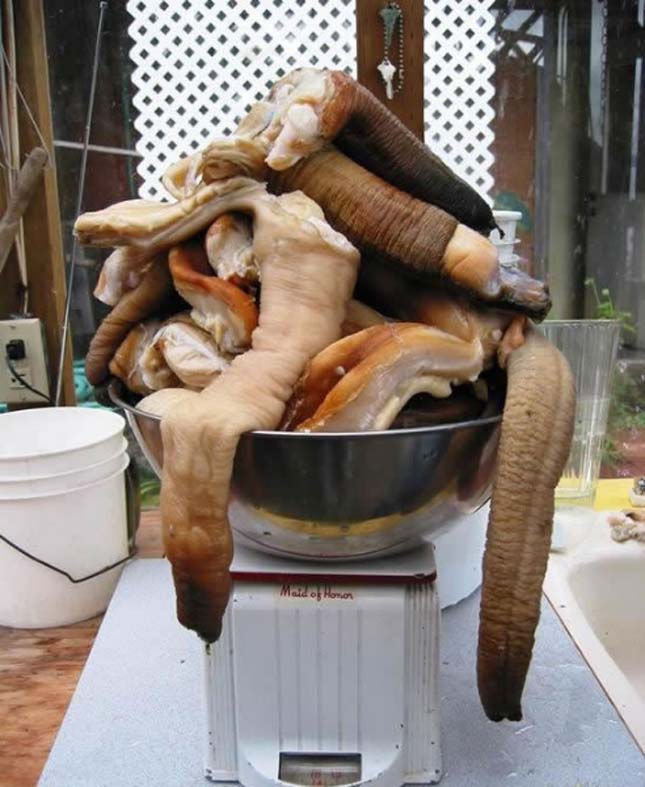 Geoduck kagyló 