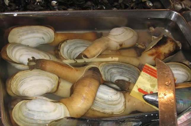 Geoduck kagyló 