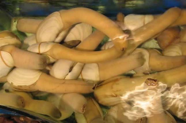 Geoduck kagyló 