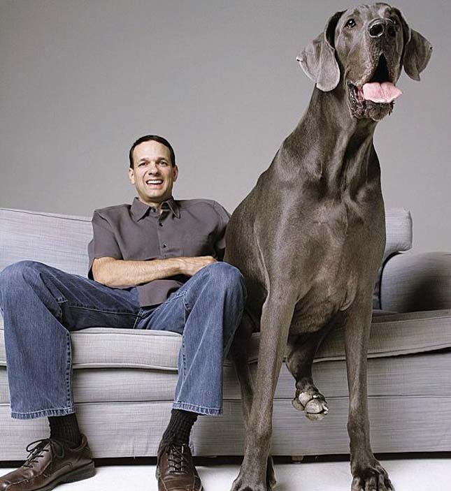 Giant George