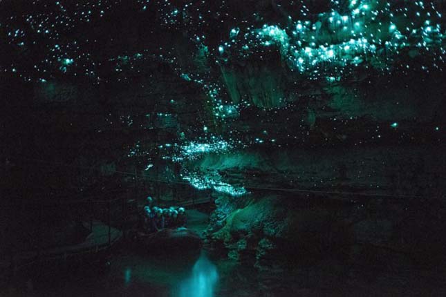 Szentjánosbogár barlang, Új-Zéland