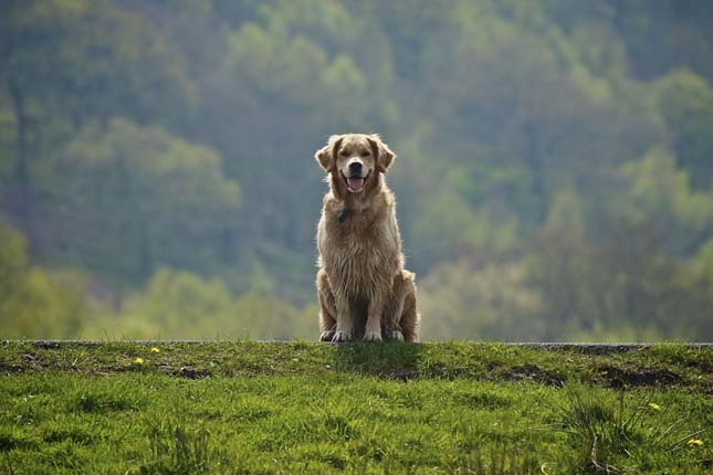 golden retriever