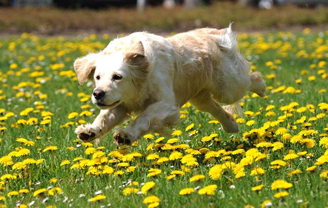 golden retriever