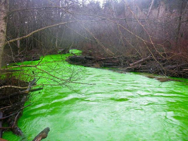 Neonzöld színű Goldstream folyó