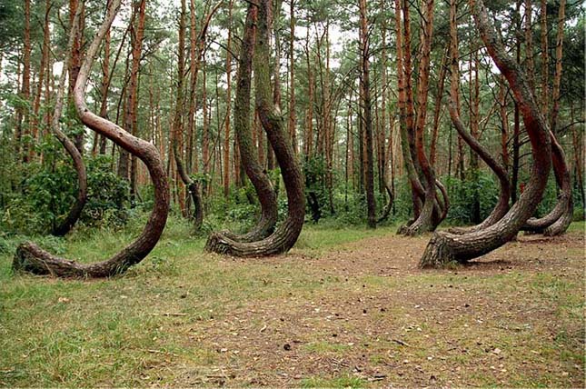 A lengyelországi görbe erdő