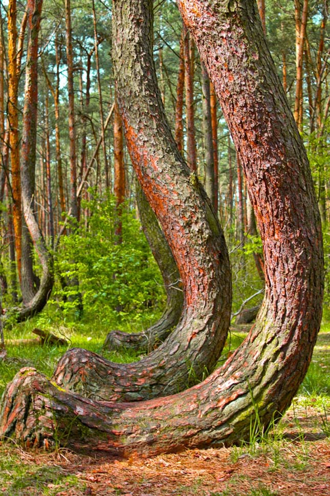 A lengyelországi görbe erdő