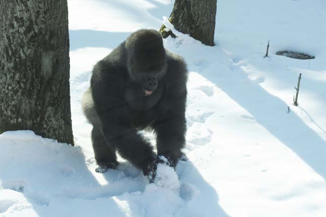 Gorillák a hóban