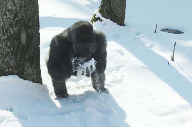 Gorillák a hóban