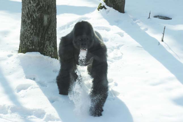 Gorillák a hóban