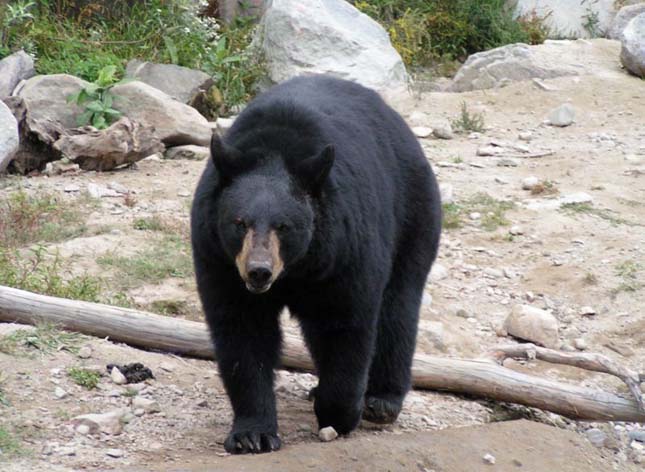 great Smoky Mountains Nemzeti Park