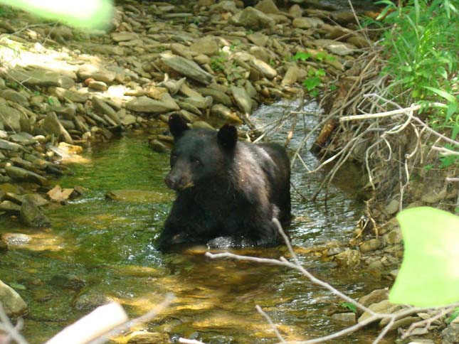 great Smoky Mountains Nemzeti Park