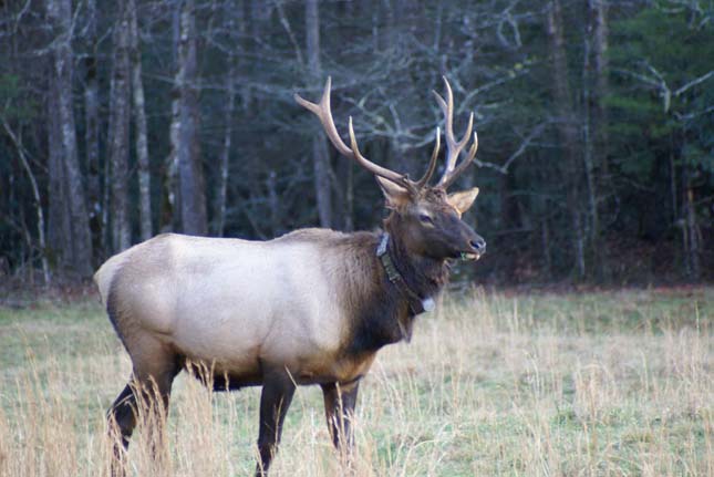 great Smoky Mountains Nemzeti Park