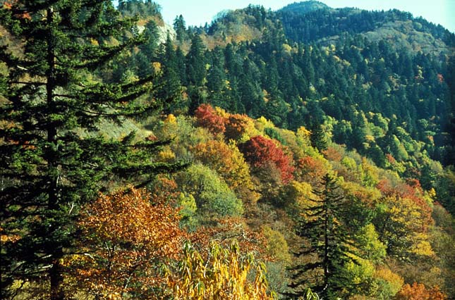 great Smoky Mountains Nemzeti Park