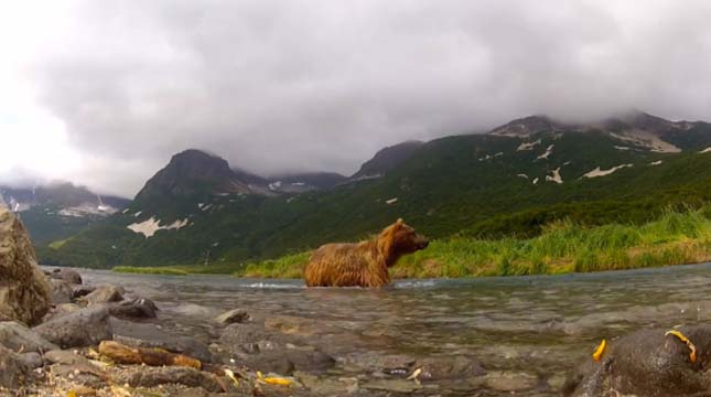 Grizzly megrágja a kamerát