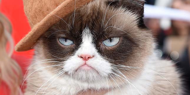 Grumpy Cat