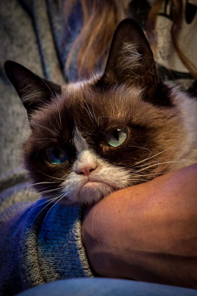 Grumpy Cat