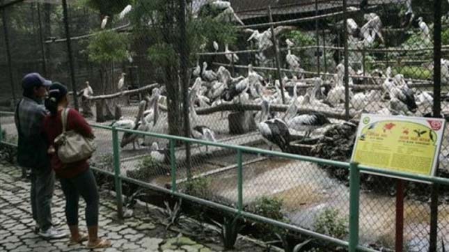 Surabaya állatkert