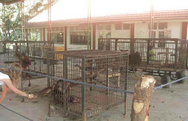 Surabaya állatkert