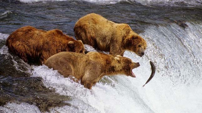 Halászó medvék