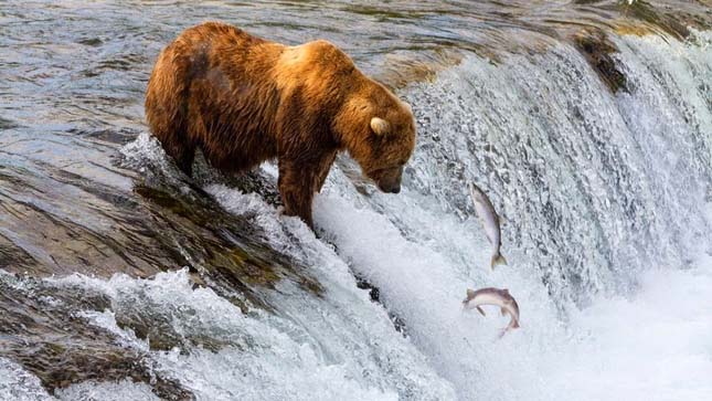 Halászó medvék