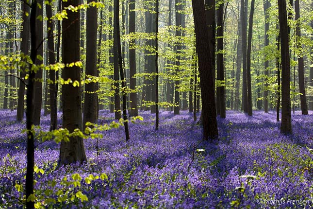 Hallerbos