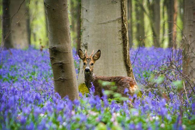 Hallerbos