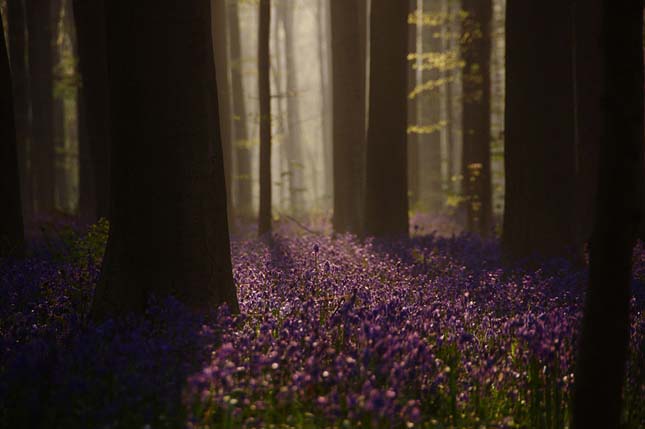 Hallerbos