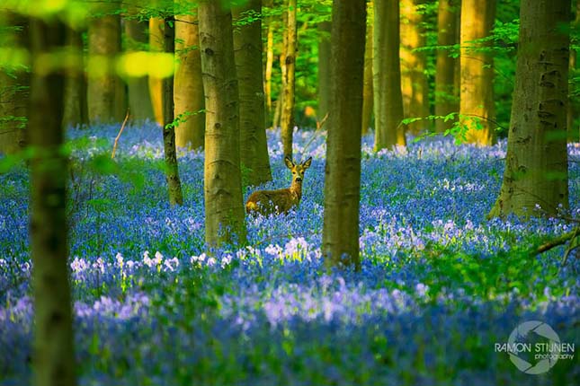 Hallerbos